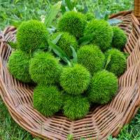 
    



Sweet William 'Kiwi Mellow Cool' 
