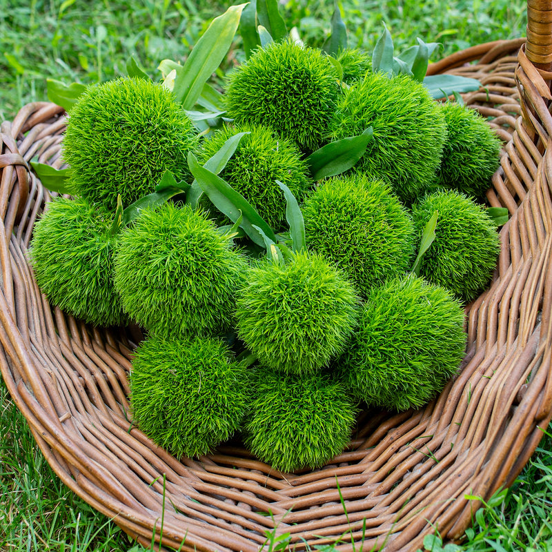 
  



Sweet William 'Kiwi Mellow Cool' 
