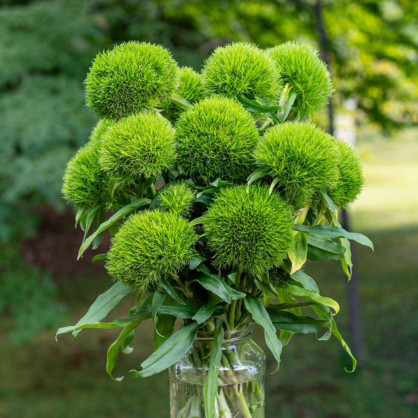 Sweet William 'Kiwi Mellow Cool' - S1