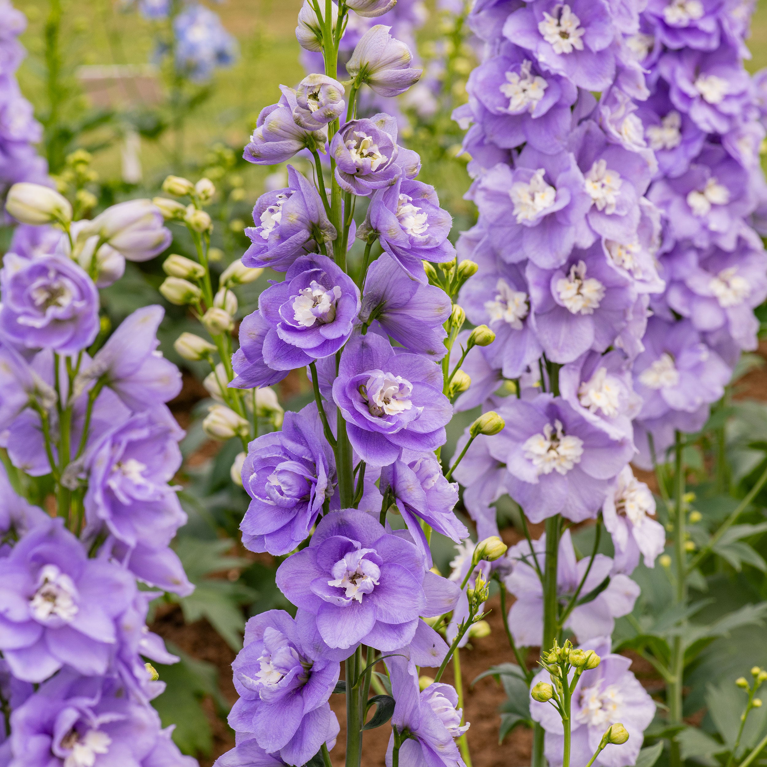 Delphinium 'Aurora Lavender' F1 plants