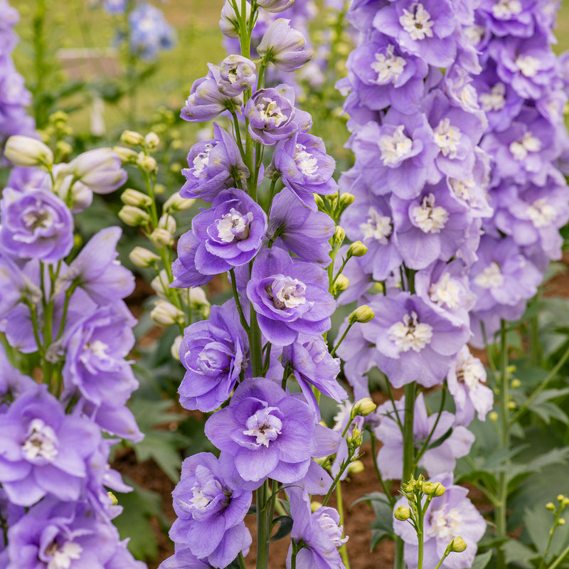 
  



Delphinium 'Aurora Lavender' F1 
