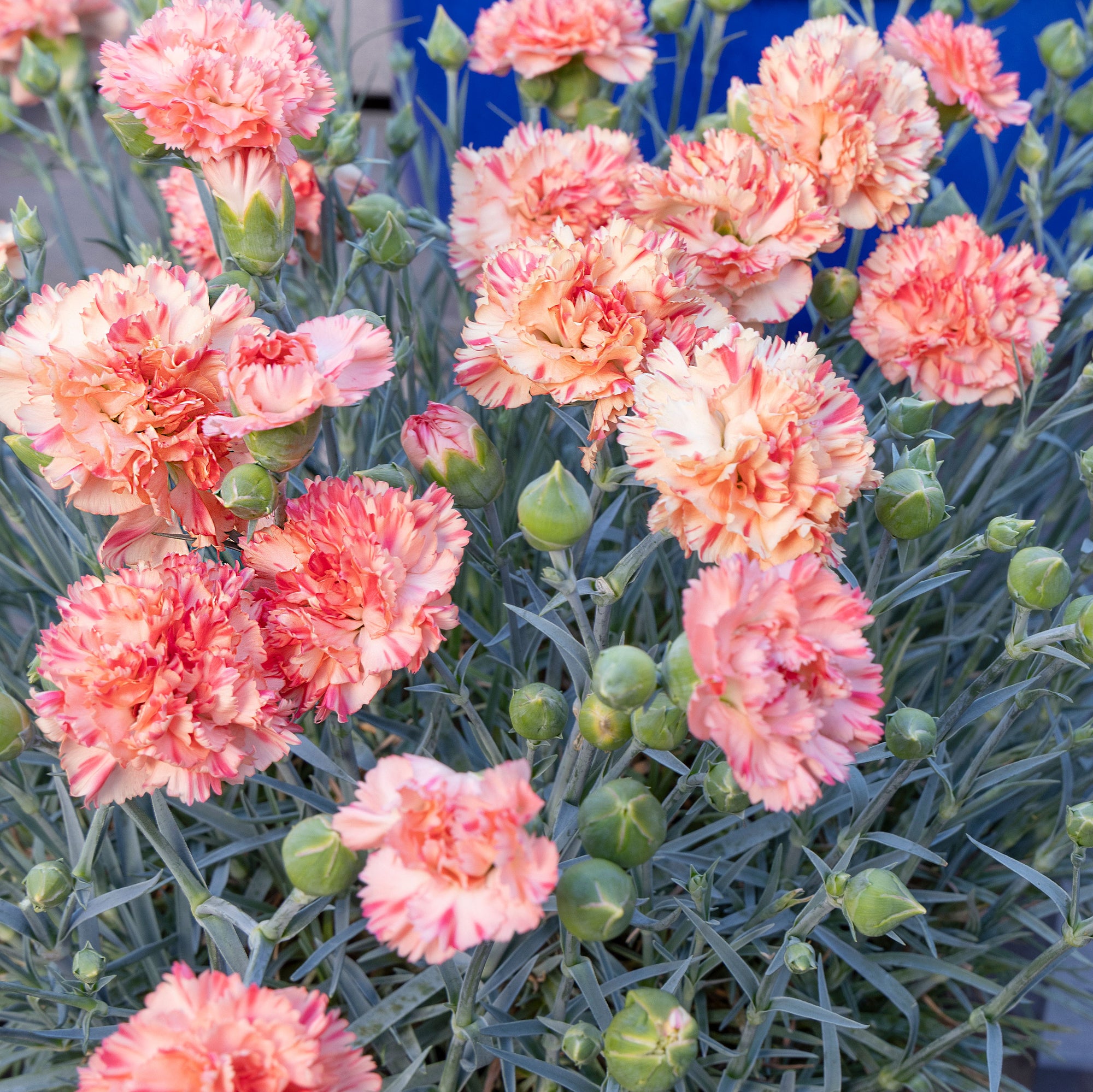 Pink SCENT FIRST® Orange Sparkler - S1