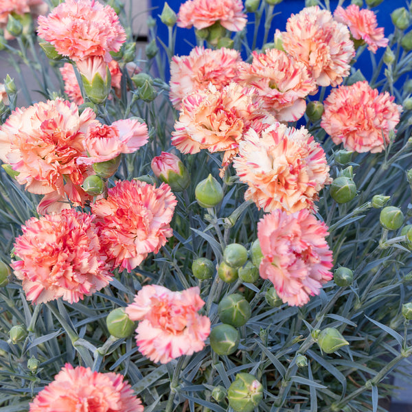 
    



Pink SCENT FIRST® Orange Sparkler 
