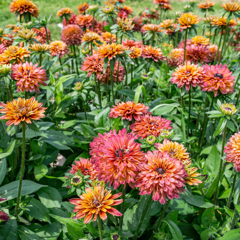 Echibeckia Summerina Glow™ Sugar Shake - S3