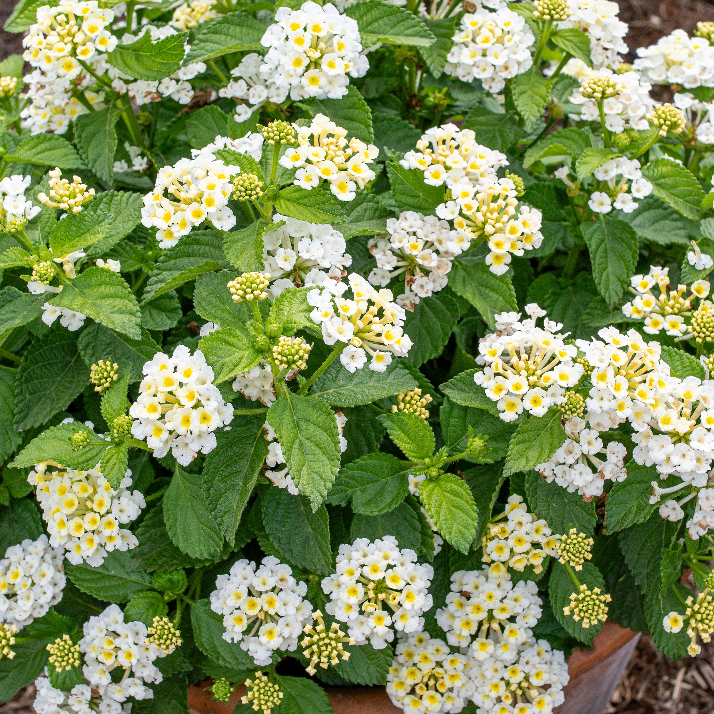 lantana camara flower seeds Lantana 'Bandolista™ Coconut' plants