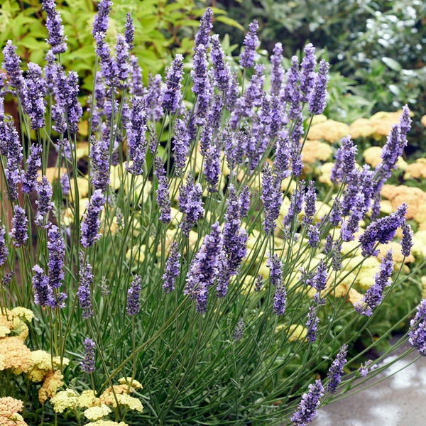 purple lavender tree Lavender 'Sensational!®' plants