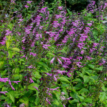 Salvia 'Pink Amistad' - S1