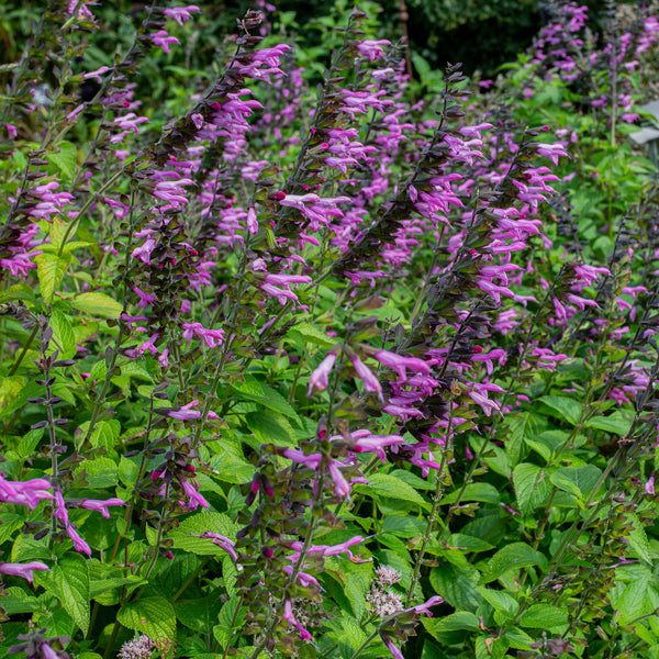Salvia 'Pink Amistad' - S1