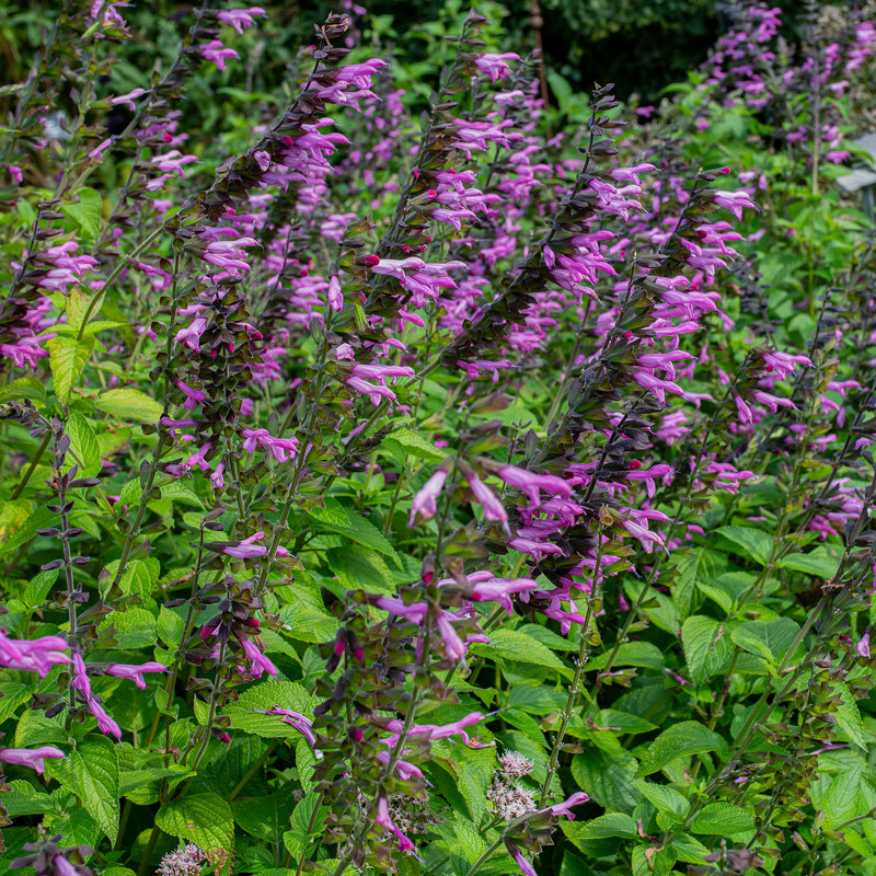 
  



Salvia 'Pink Amistad' 
