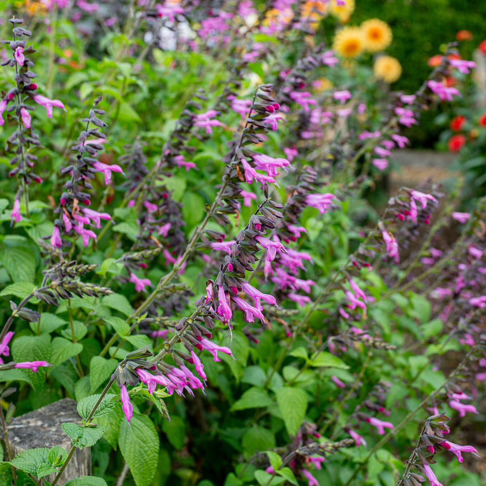 Salvia 'Pink Amistad' - S1