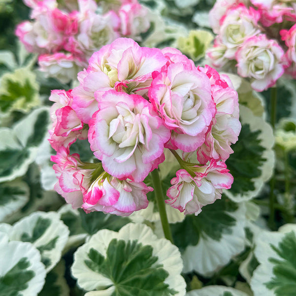 apple blossom geranium seeds Geranium 'Appleblossom Variegata' plants
