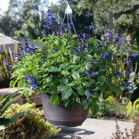 
    



Salvia BODACIOUS® Hummingbird Falls 'Sky Blue' 
