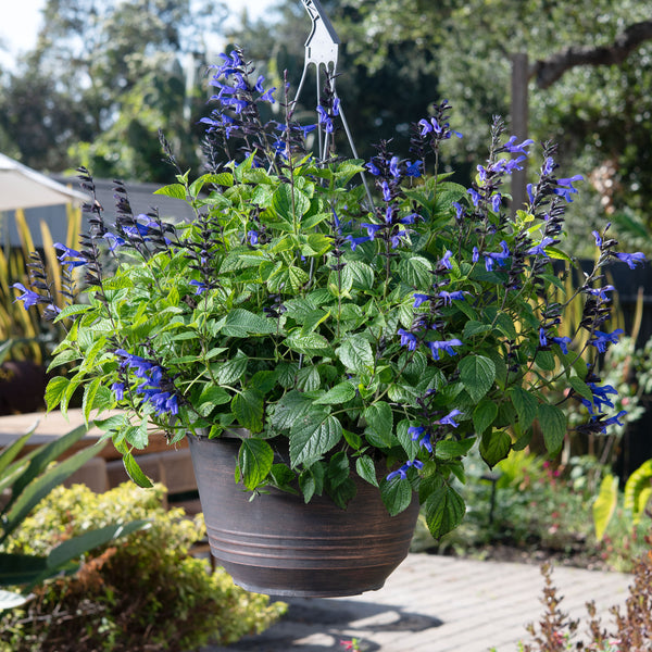 Salvia BODACIOUS® Hummingbird Falls 'Sky Blue' - S1
