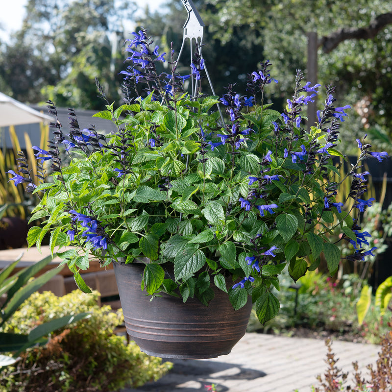 Salvia BODACIOUS® Hummingbird Falls 'Sky Blue' - S1
