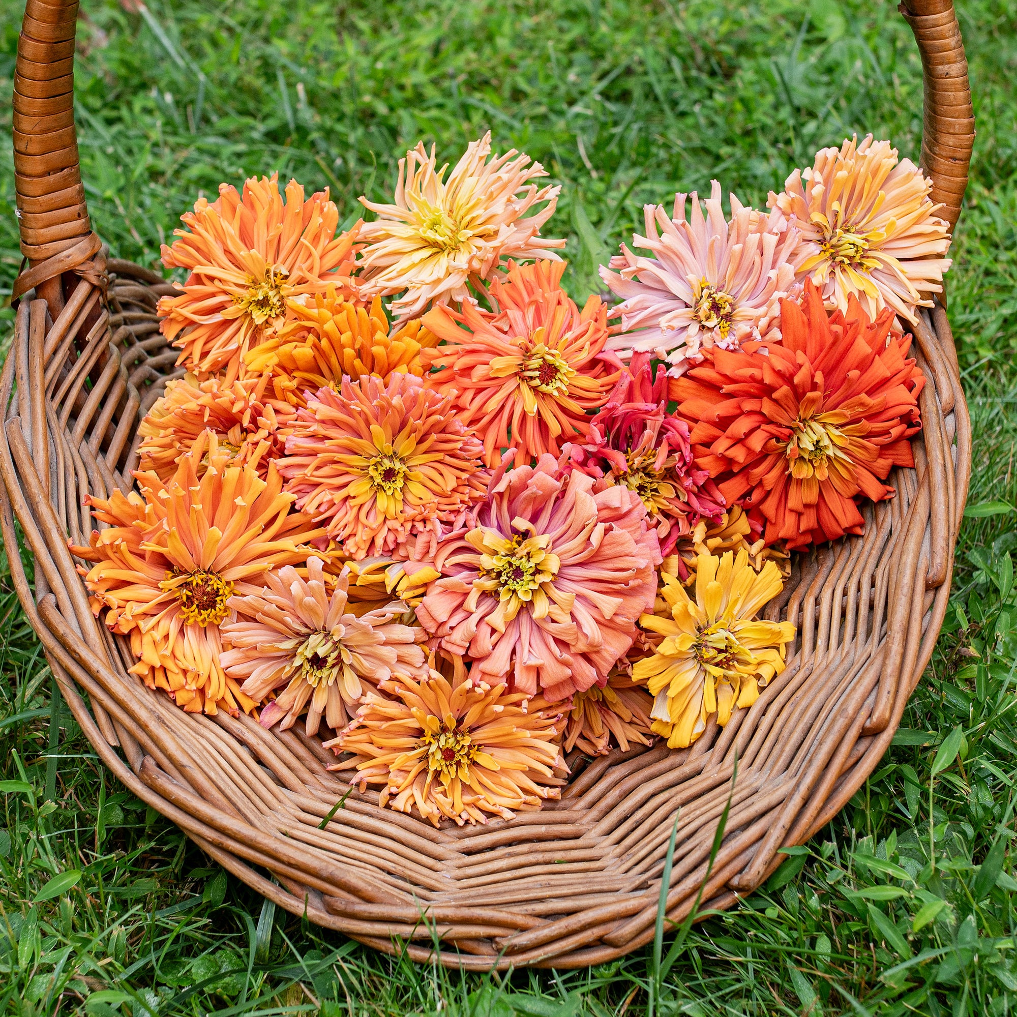 Zinnia 'Agave Mix' - S2