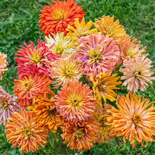 Zinnia 'Agave Mix' - S2