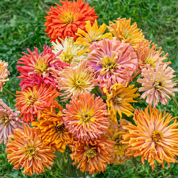 Zinnia 'Agave Mix' plants
