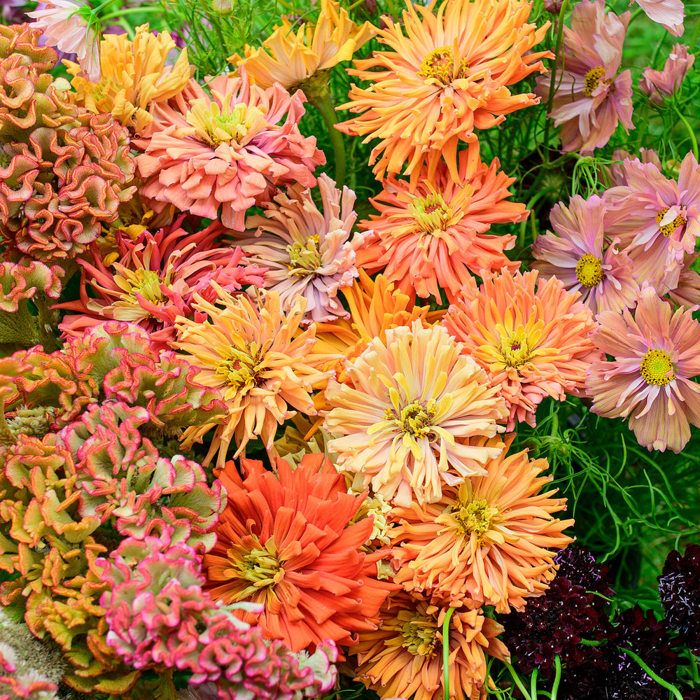 Zinnia 'Agave Mix' - S2