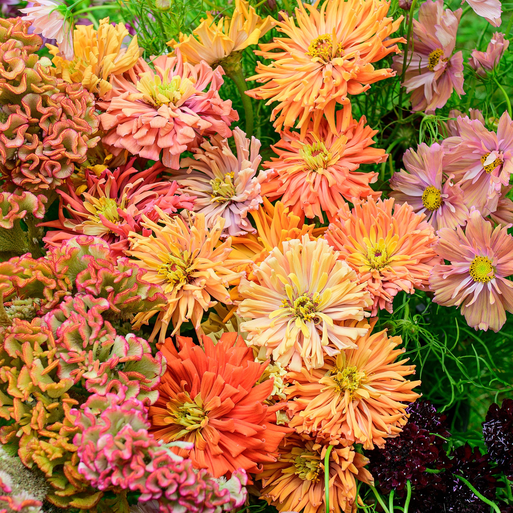 Zinnia 'Agave Mix' - S2