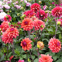 
    



Dahlia 'Karma Caroline' 
