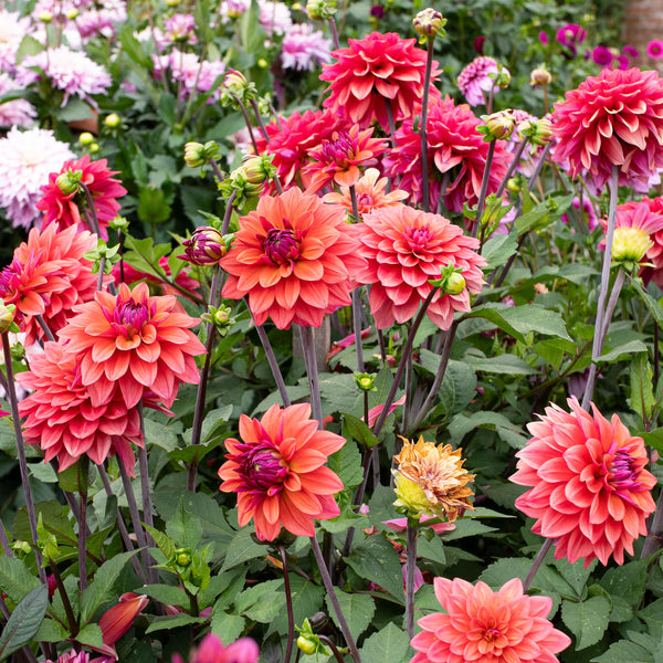Dahlia 'Karma Caroline' plants