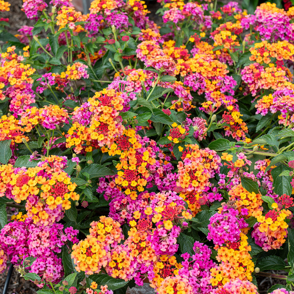 Lantana 'PassionFruit' - S1