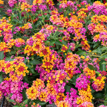 Lantana 'PassionFruit' - S1