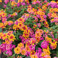 
    



Lantana 'PassionFruit' 
