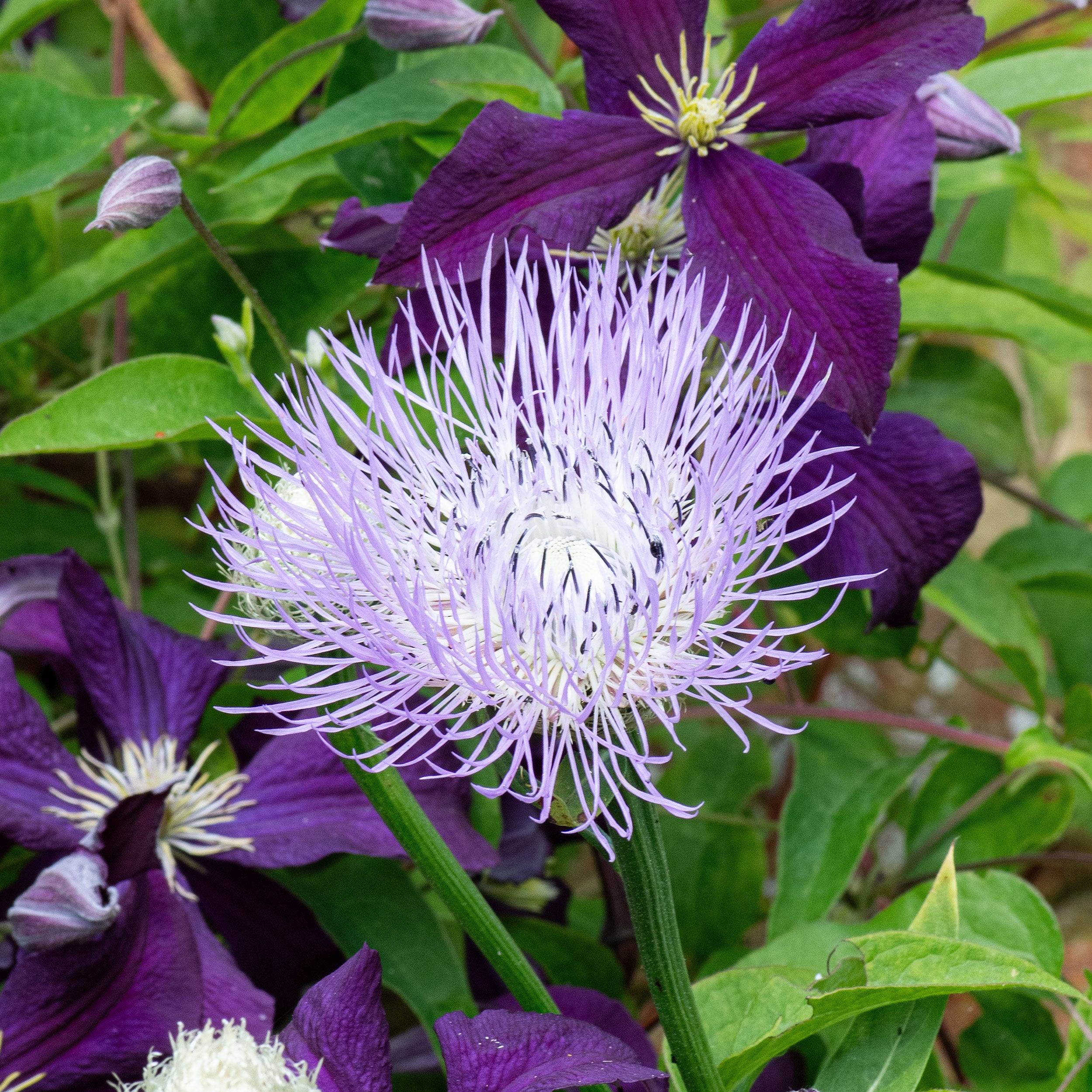 american basket flower seeds Basket Flower