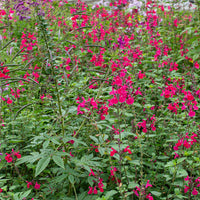
    



Salvia 'Pink Pong' 
