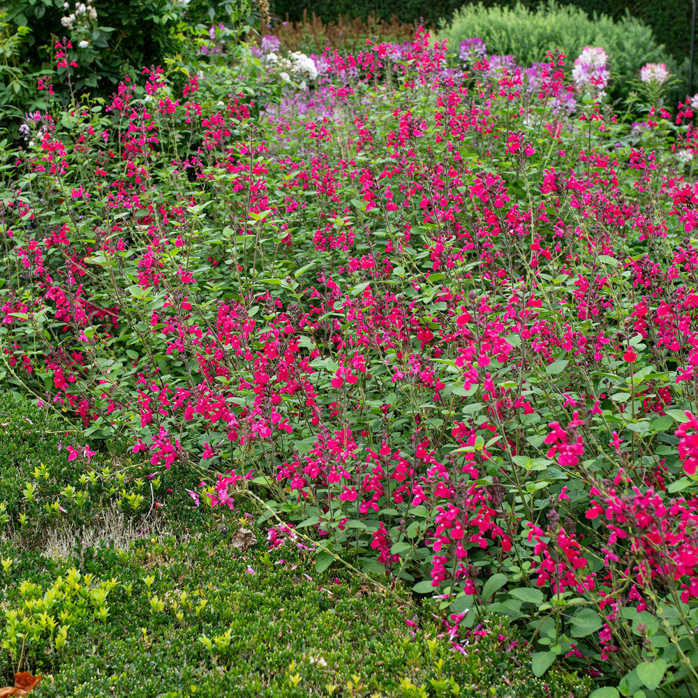 Salvia 'Pink Pong' - S1