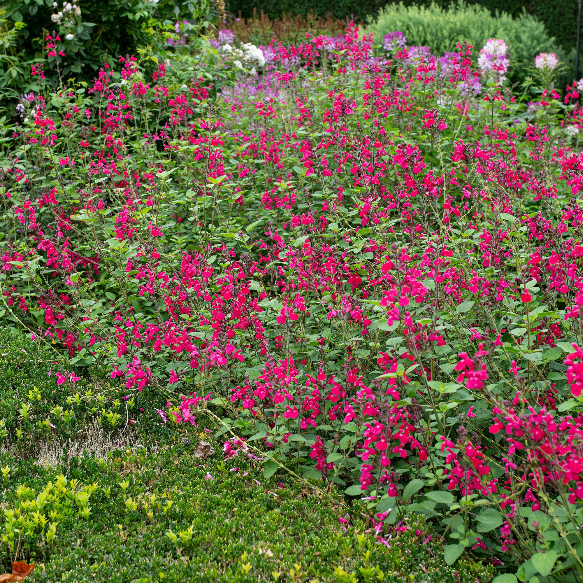 Salvia 'Pink Pong' - S1