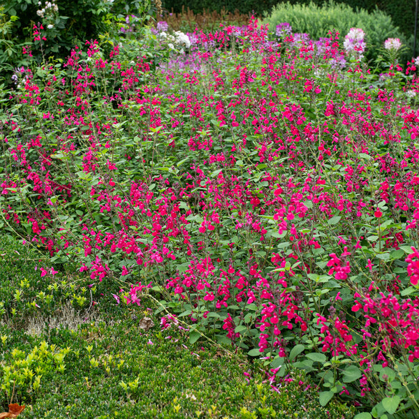Salvia 'Pink Pong' - S1