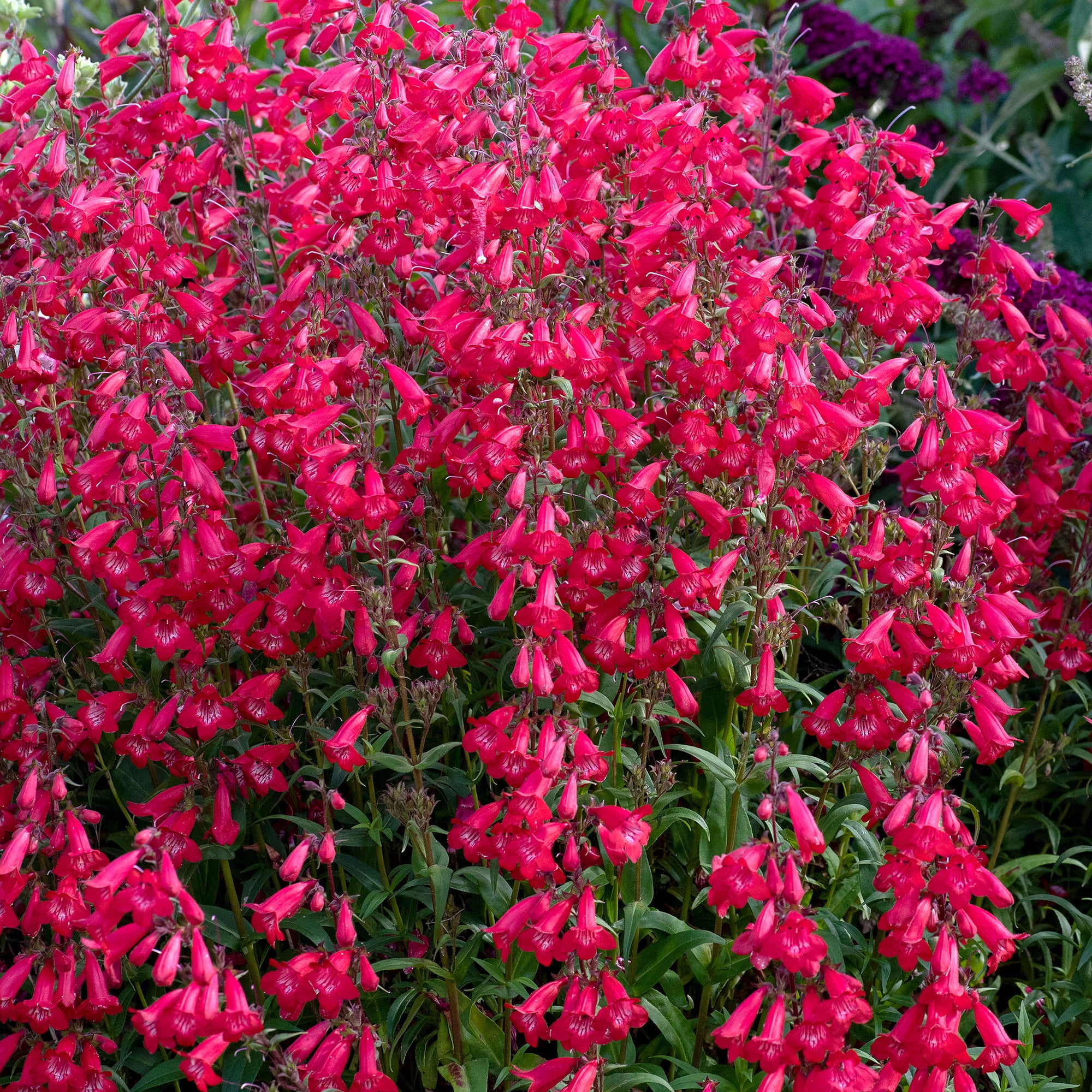Penstemon 'Harlequin™ Red' - S1