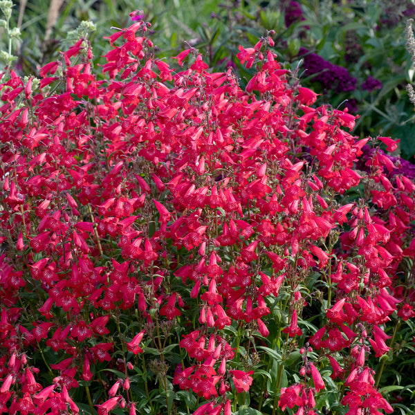
    



Penstemon 'Harlequin™ Red' 
