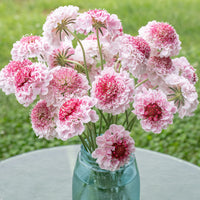 
    



Scabiosa 'HOOP SCOOP™ Strawberry' 
