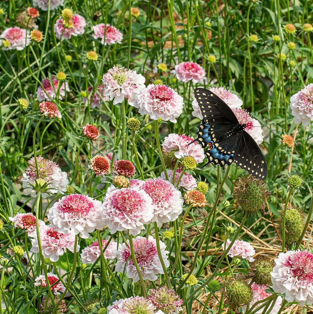 Scabiosa 'HOOP SCOOP™ Strawberry' - S1