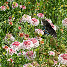 Scabiosa 'HOOP SCOOP™ Strawberry' - S1