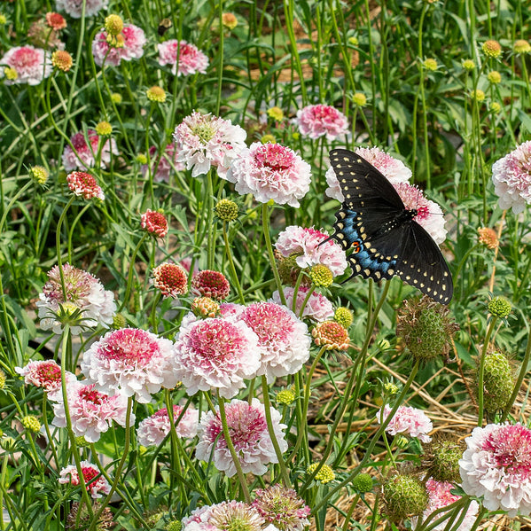Scabiosa 'HOOP SCOOP™ Strawberry' - S1