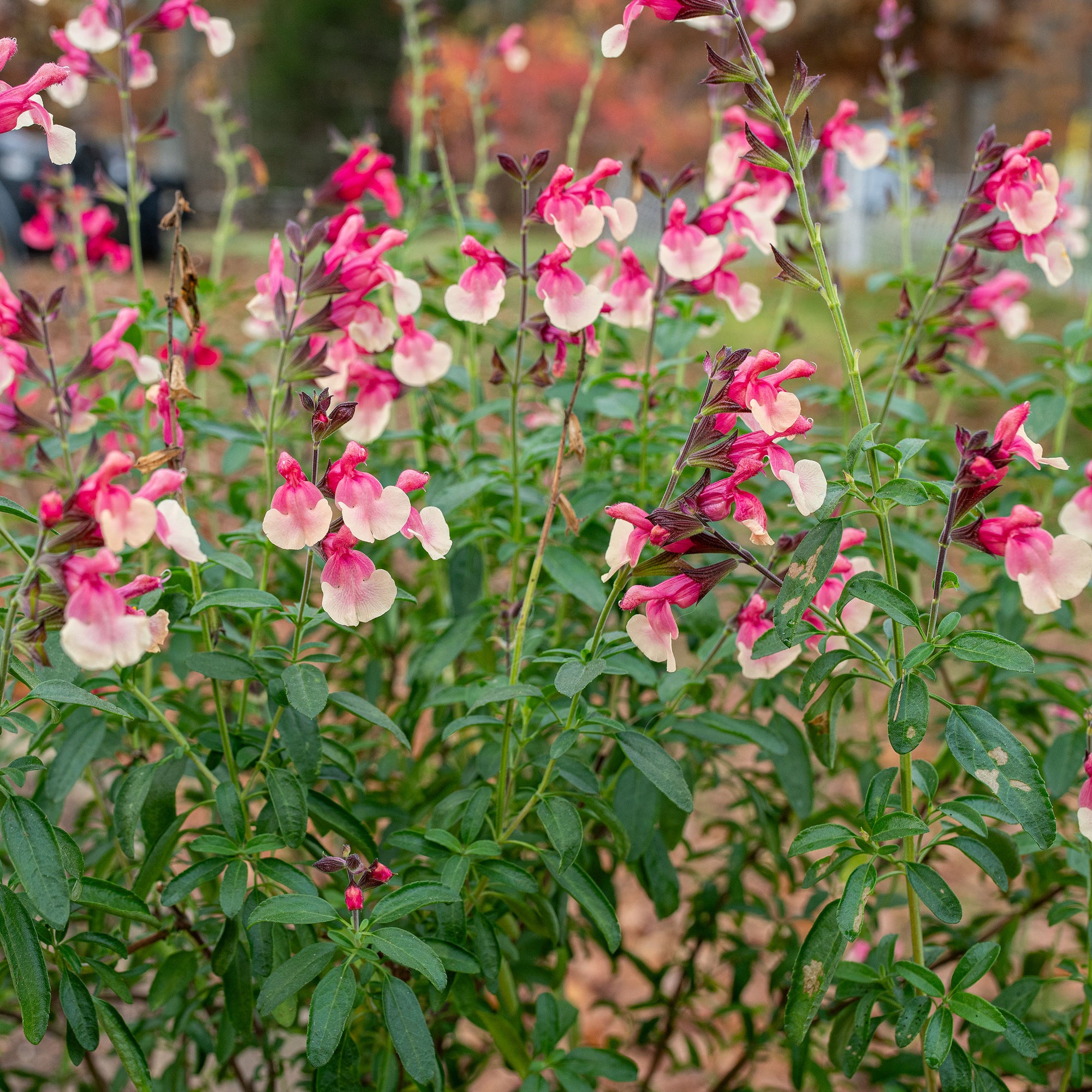 Salvia VIBE® 'Ignition Sunrise' - S1