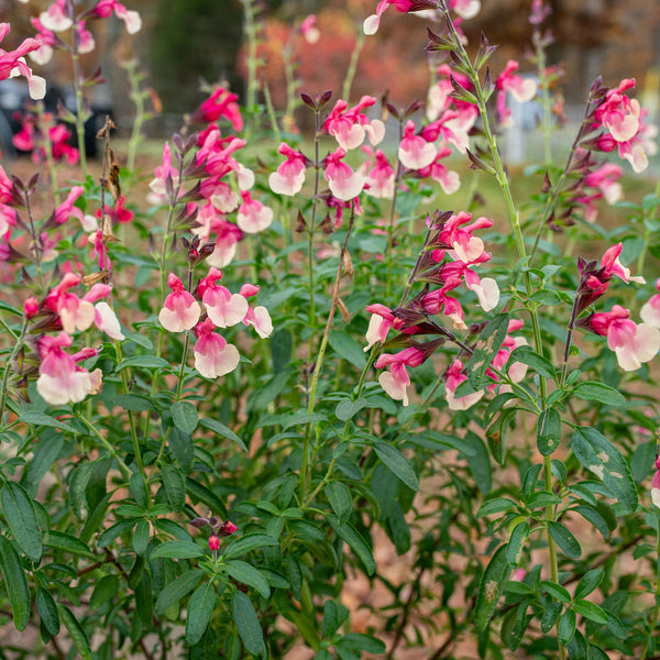 Salvia VIBE® 'Ignition Sunrise' - S1