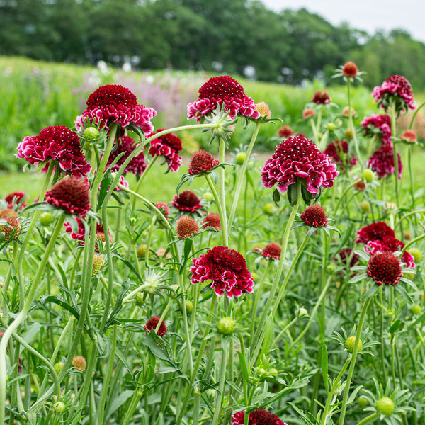 Scabiosa 'SCOOP™ Raspberry Ripple' plants