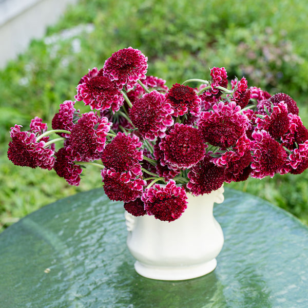 Scabiosa 'SCOOP™ Raspberry Ripple' - S1