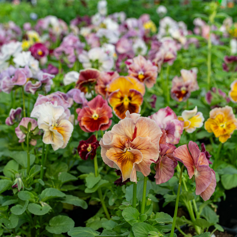 Viola 'Chianti Warm Shades Mix' - S1