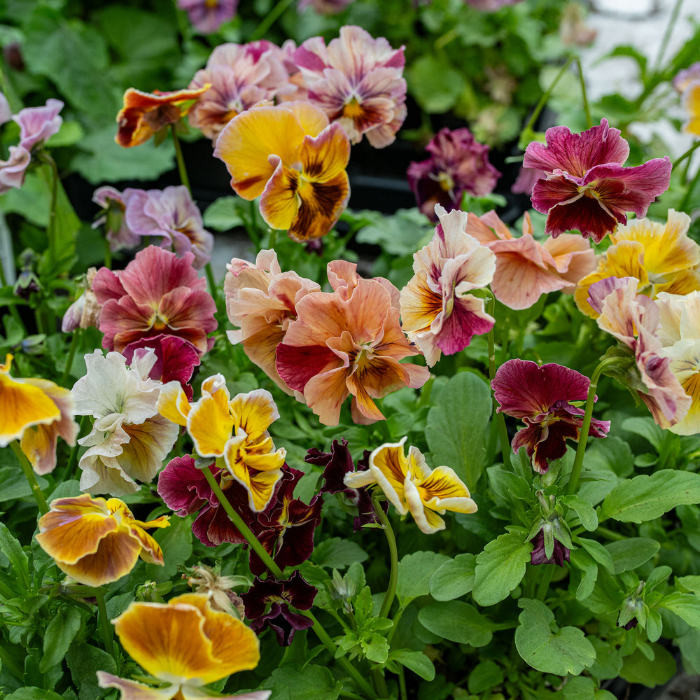 Viola 'Chianti Warm Shades Mix' - S1