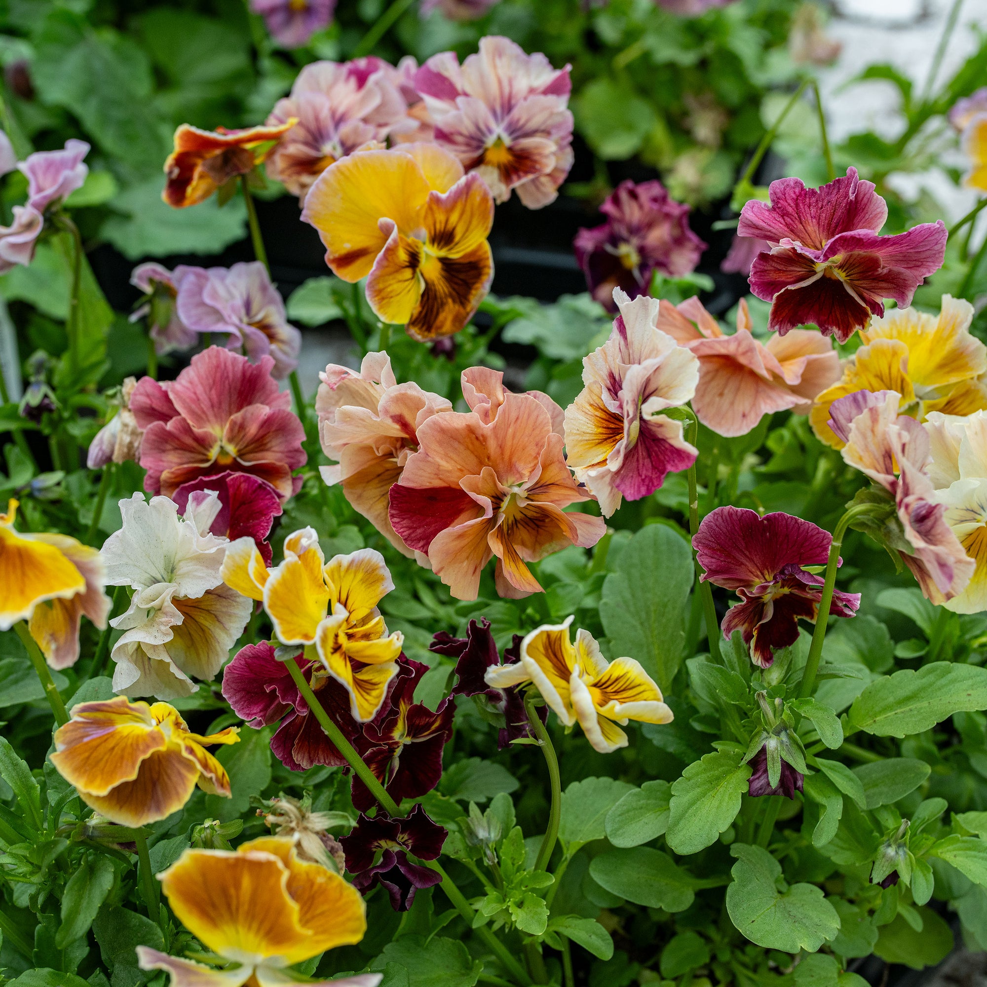 Viola 'Chianti Warm Shades Mix' - S1