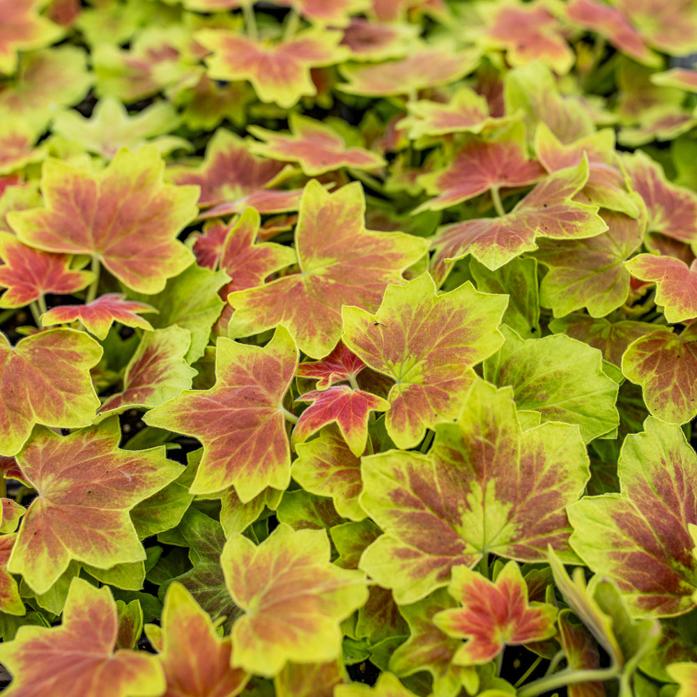 Geranium 'Vancouver Centennial' - S1