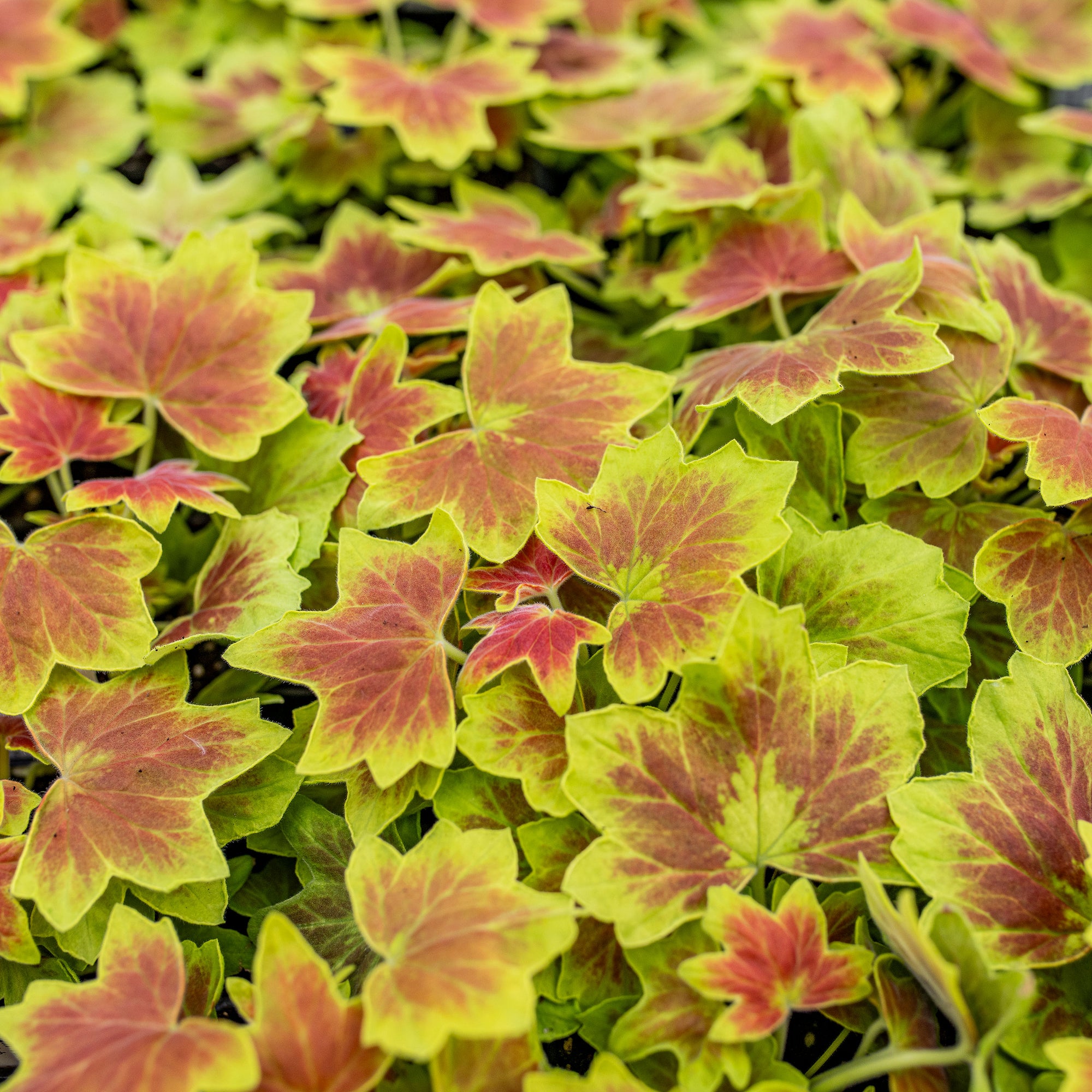 Geranium 'Vancouver Centennial' - S1