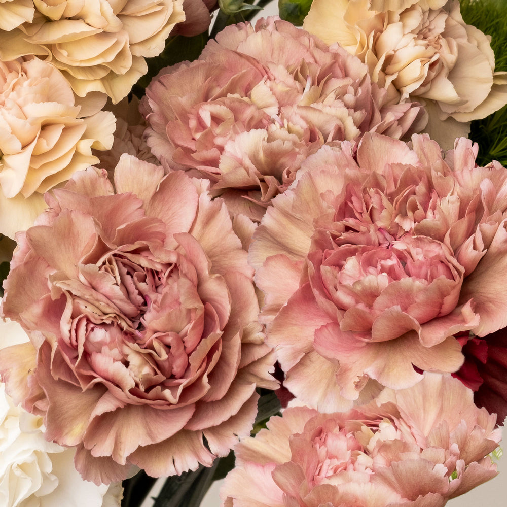 Carnation 'Creola' - S1