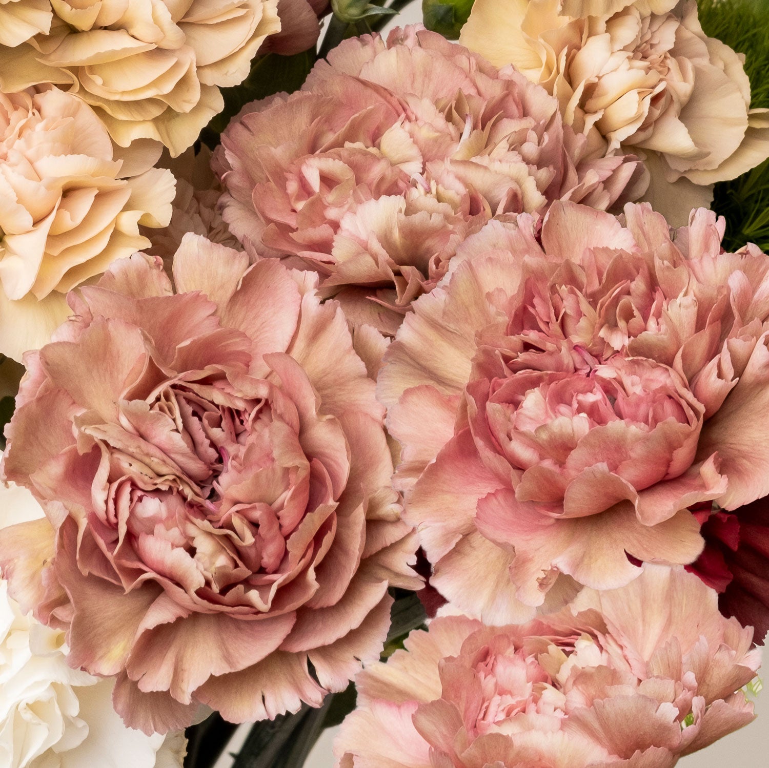 Carnation 'Creola' - S1